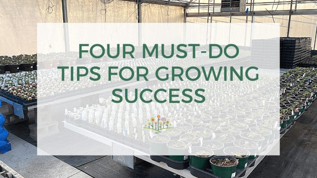 Four Must-Do Tips for Growing Success_FB