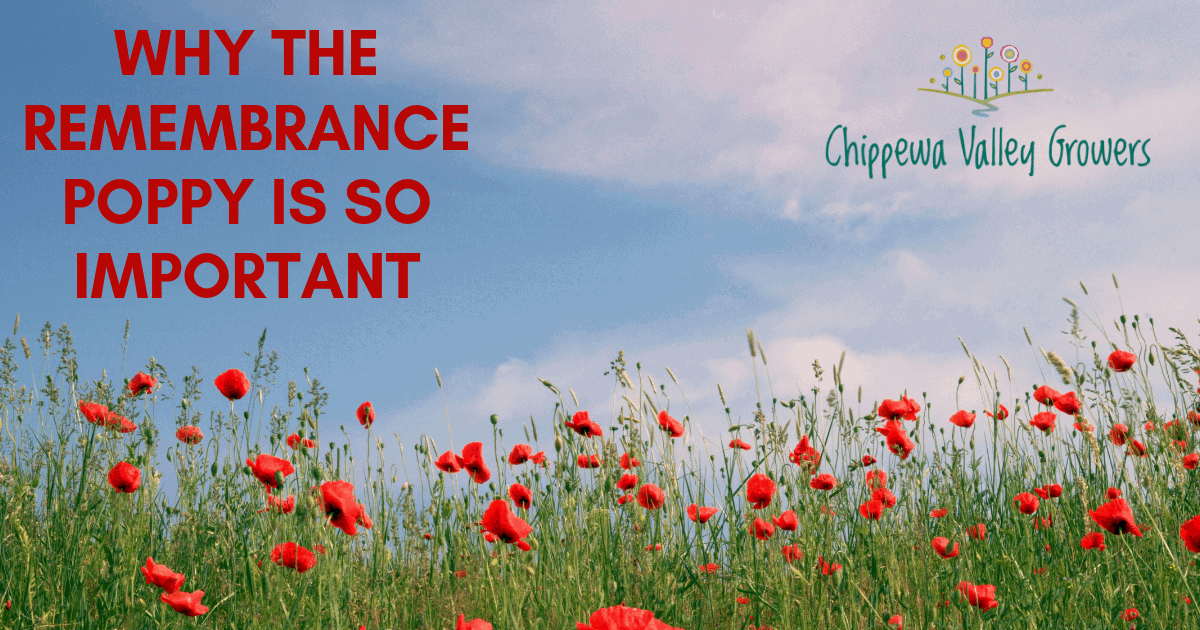 History of poppies on remembrance day