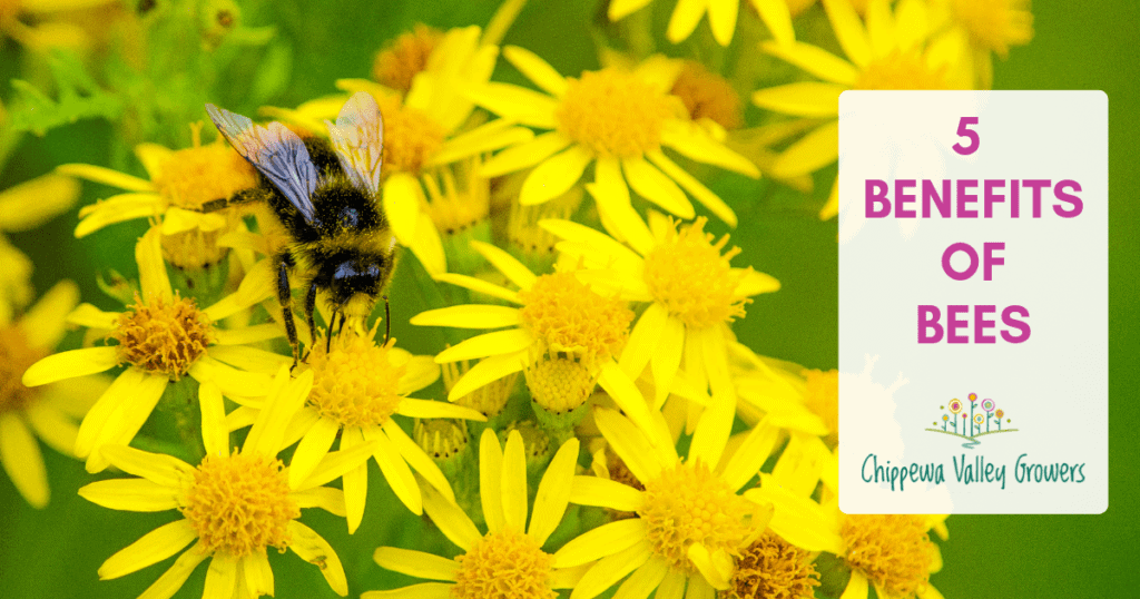 CVG - Benefits of Bees