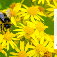 CVG - Benefits of Bees