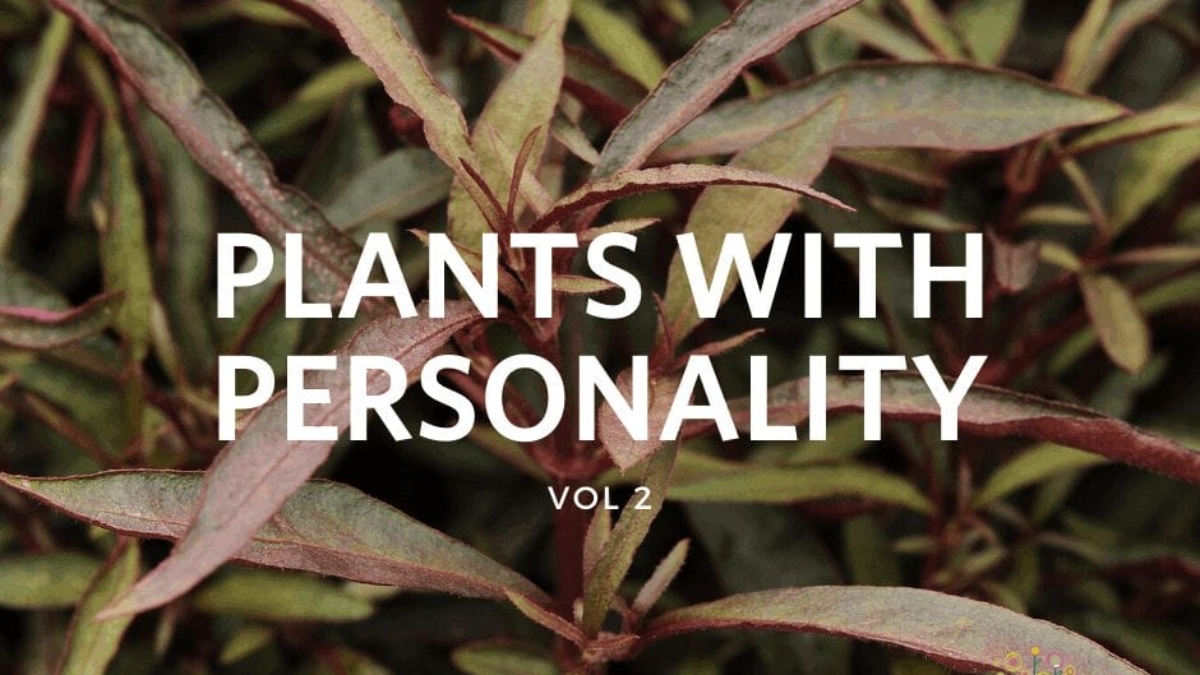 Plants with Personality Vol 2_fb