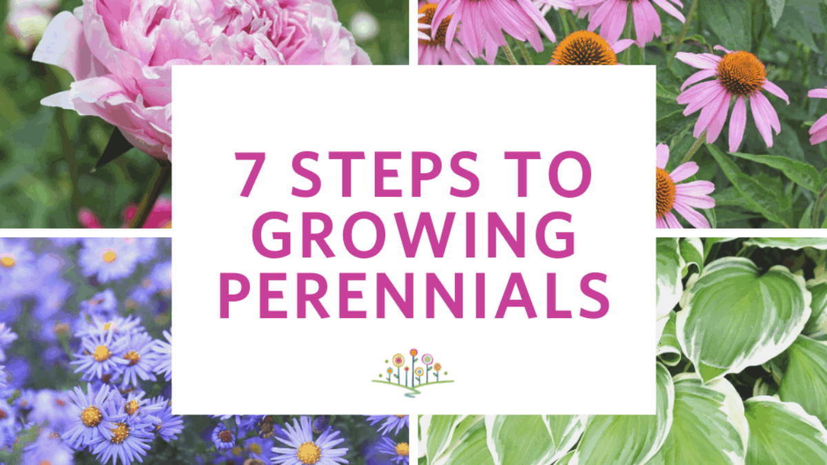 7-Steps-to-Growing-Perennials