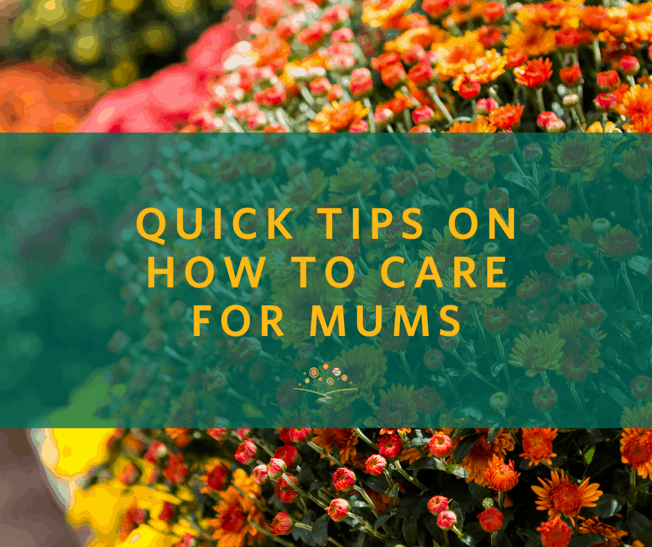 Quick Tips on How to Care for Mums | Chippewa Valley GrowersChippewa ...