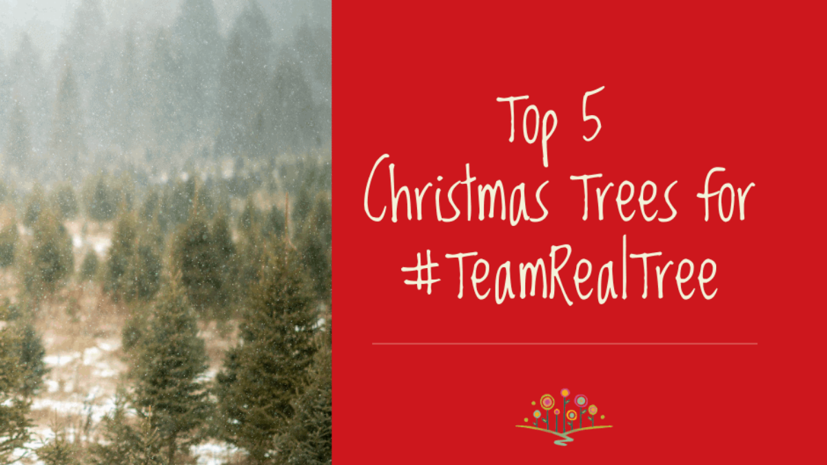 Top 5 Christmas Trees_fb