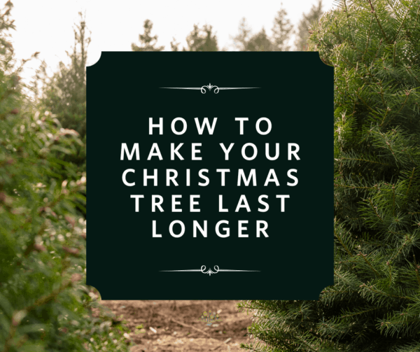 How to Make Your Christmas Tree Last Longer Chippewa Valley Growers