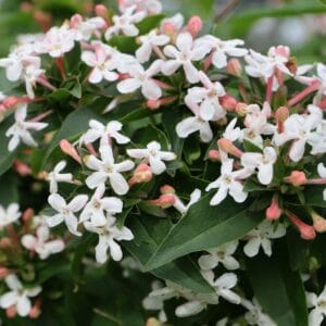 abelia-sweet-emotion-2