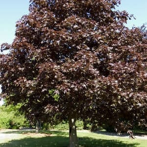 royal-red-maple-7
