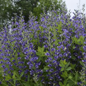 Baptisia Decadence Blueberry Sundae #2PW - Image 3