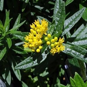 asclepias-butterfly-weed-hello-yellow-4-5