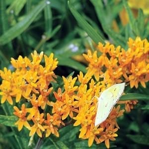 asclepias-butterfly-weed-butterfly-flower-4-5