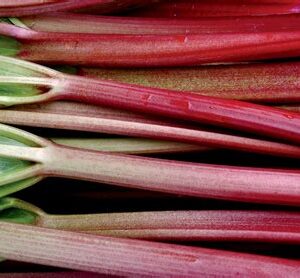 rhubarb-chipmans-canada-red-1