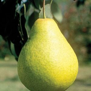 early-gold-pear-7