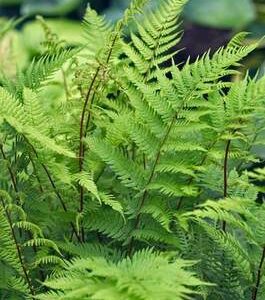 fern-lady-in-red-1