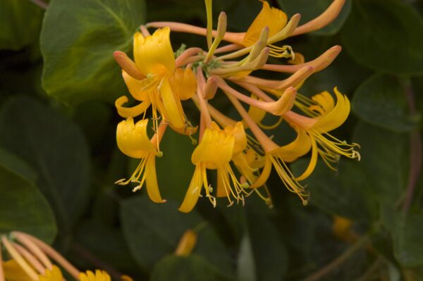 Vine Honeysuckle Mandarin #1