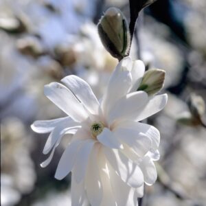 magnolia-royal-star-white-2