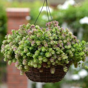 ornamental-oregano-kirigami-11-hanging-basket