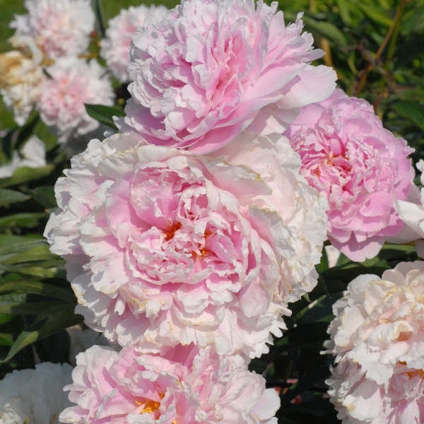 Peony Sarah Bernhardt #2 True | Chippewa Valley Growers