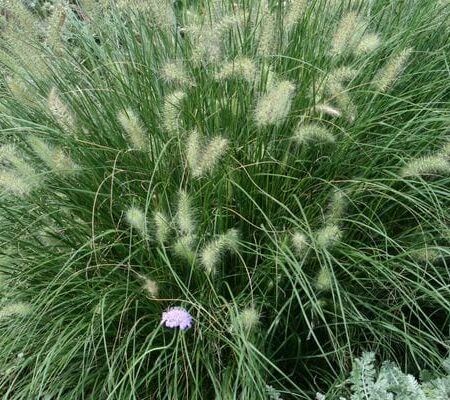 Grass Hameln Dwarf Fountain #1