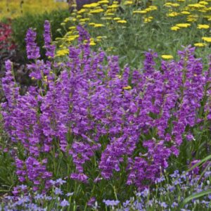 penstemon-beardtongue-prairie-dusk-1