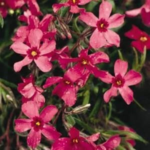 phlox-crimson-beauty-4-5