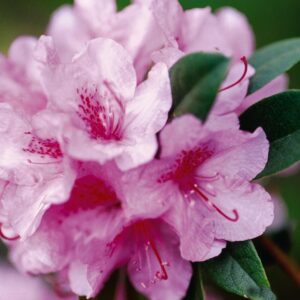 rhododendron-aglo-2