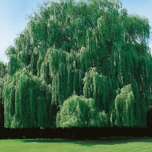 weeping-willow-tree15