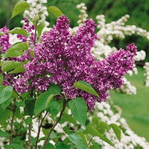 lilac-yankee-doodle-lilac-3-true