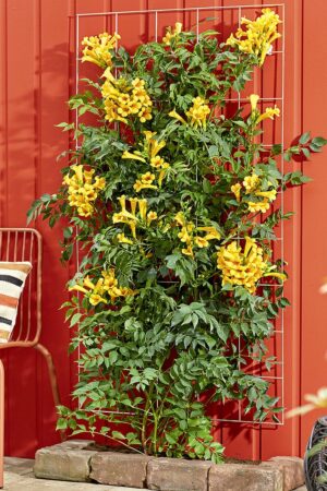 Trumpet Vine Yellow #1