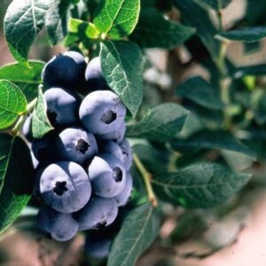 blueberry-chippewa-1