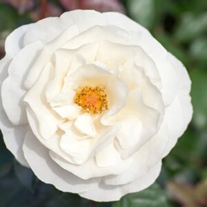 rose-knock-out-white-2