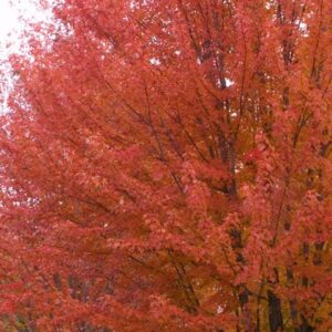 autumn-blaze-maple-7