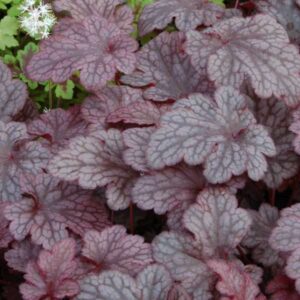 heuchera-coral-bells-plum-pudding-1