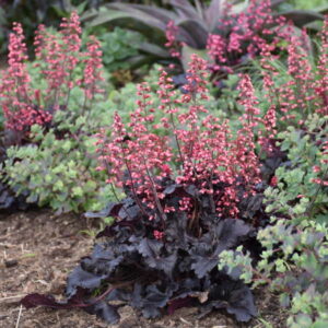 heuchera-timeless-night-1