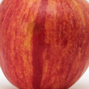 apple-semi-dwarf-kinderkrisp-7