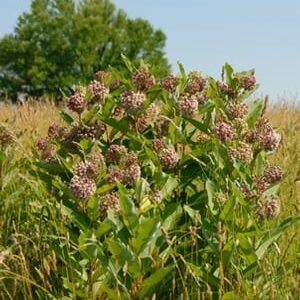 milkweed-asclepias-native-4-5