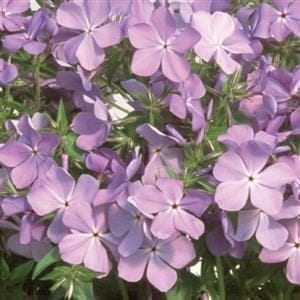 phlox-blue-moon-4-5