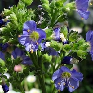 polemonium-heavenly-habit-4-5