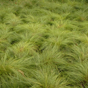 grass-prairie-dropseed-1