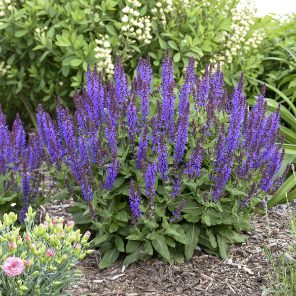 Salvia Violet Profusion #1PW | Chippewa Valley Growers