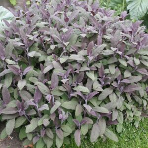 herb-purple-sage-4-5