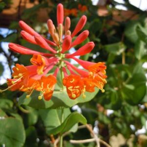 honeysuckle-dropmore-scarlet-4-5