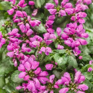 lamium-purple-chablis-4-5