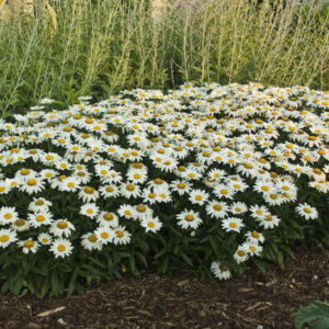 leucanthemum-shasta-daisy-snowcap-4-5