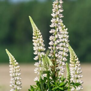 lupine-gallery-white-4-5