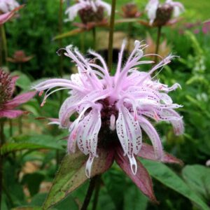 monarda-bee-balm-bradburys-4-5