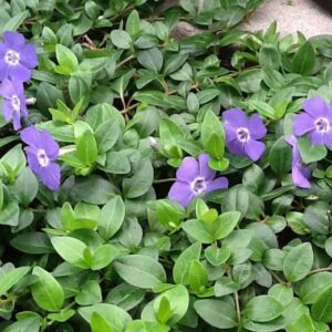 vinca-bowles-4-5