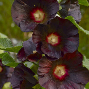 hollyhock-spotlight-black-night-1