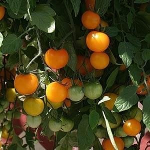 tomato-hanging-basket-11