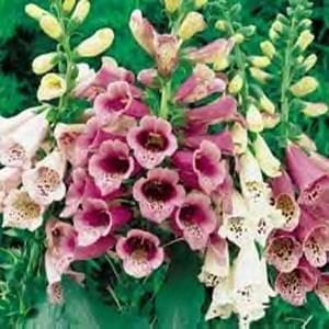 digitalis-foxglove-foxy-mix-4-5