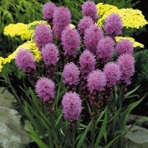 liatris-kobold-blue-4-5